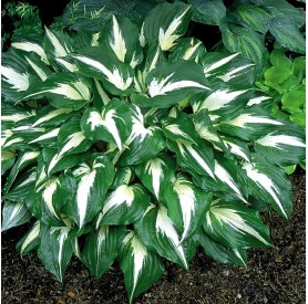 Hosta 'Night Before Christmas' - Árnyékliliom