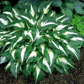 Hosta 'Night Before Christmas' - Árnyékliliom