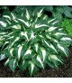 Hosta 'Night Before Christmas' - Árnyékliliom