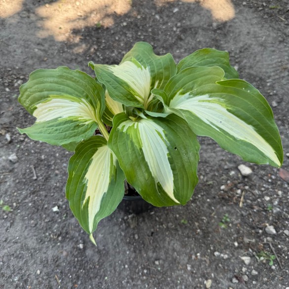 Hosta 'Night Before Christmas' - Árnyékliliom