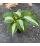 Hosta 'Night Before Christmas' - Árnyékliliom