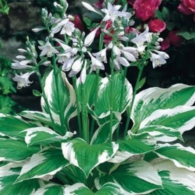 Hosta 'Patriot' - Árnyékliliom