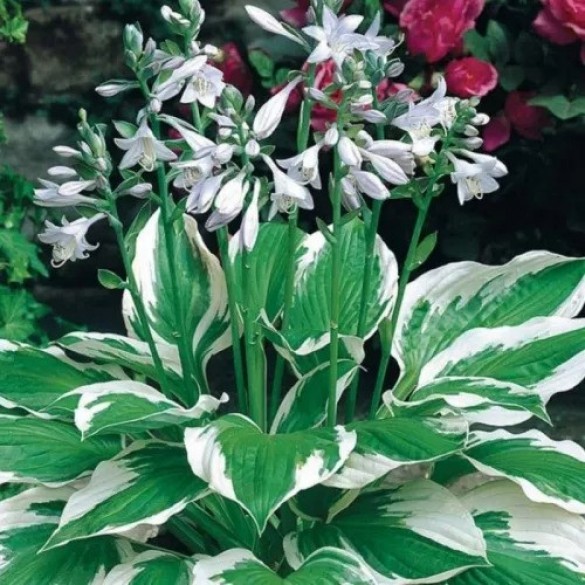 Hosta 'Patriot' - Árnyékliliom