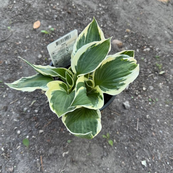 Hosta 'Patriot' - Árnyékliliom