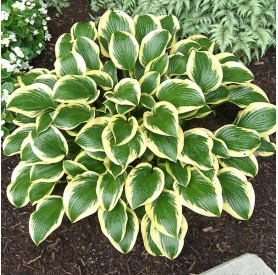 Hosta 'Queen Josephine' - Árnyékliliom