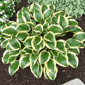 Hosta 'Queen Josephine' - Árnyékliliom