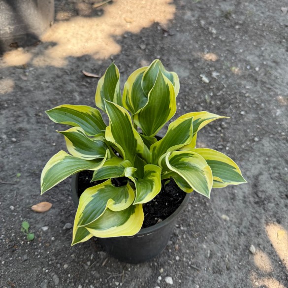Hosta 'Queen Josephine' - Árnyékliliom