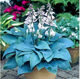 Hosta 'Halcyon' - Árnyékliliom