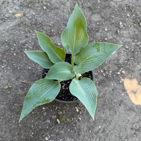 Hosta 'Halcyon' - Árnyékliliom