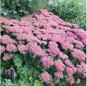 Hylotelephium spectabile 'Herbstfreude red' - Varjúháj