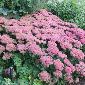 Hylotelephium spectabile 'Herbstfreude red' - Varjúháj