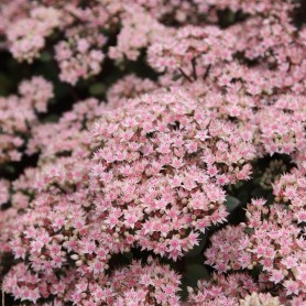 Hylotelephium spectabile 'Matrona' - Varjúháj