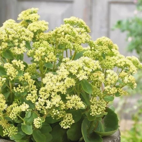 Sedum 'Censation Honey Gold' - Pompás varjúháj