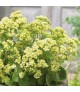 Sedum 'Censation Honey Gold' - Pompás varjúháj