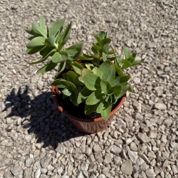 Sedum 'Censation Honey Gold' - Pompás varjúháj