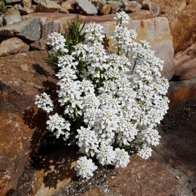 Iberis saxatilis - Korai tatárvirág