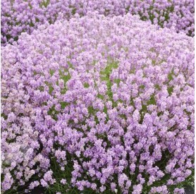 Lavandula angustifolia 'Hidcote Pink' - Levendula