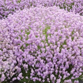 Lavandula angustifolia 'Hidcote Pink' - Levendula