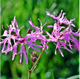Lychnis flos-cuculi 'Petite Jenny' - Kakukkszegfű