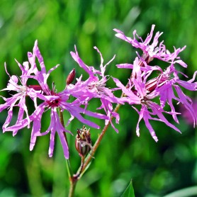 Lychnis flos-cuculi 'Petite Jenny' - Kakukkszegfű