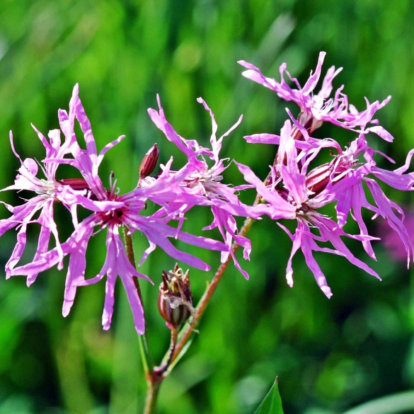 Lychnis flos-cuculi 'Petite Jenny' - Kakukkszegfű
