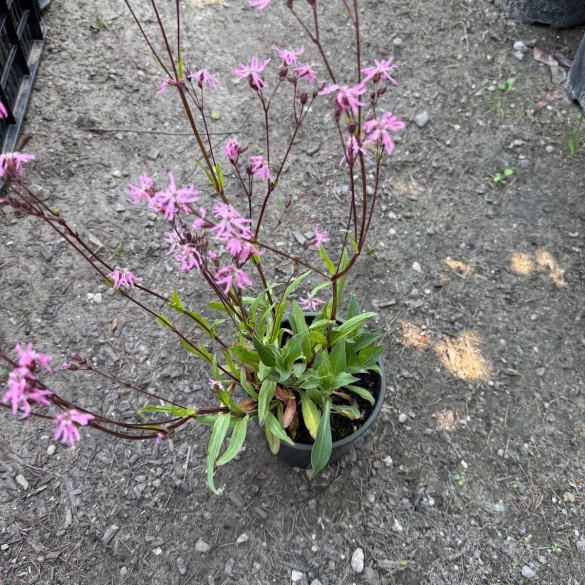 Lychnis flos-cuculi 'Petite Jenny' - Kakukkszegfű