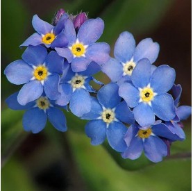 Myosotis sylvatica 'Indigo Blue' - Nefelejcs