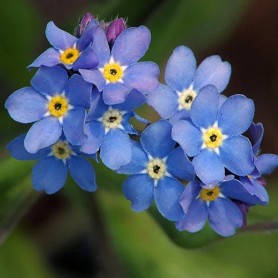 Myosotis sylvatica Indigo Blue - Nefelejcs