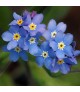 Myosotis sylvatica Indigo Blue - Nefelejcs