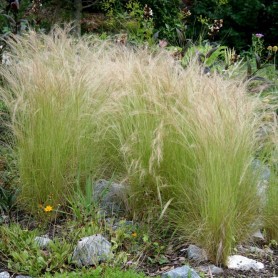 Stipa 'Pony Tails' - Mexikói árvalányhaj