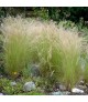 Stipa 'Pony Tails' - Mexikói árvalányhaj