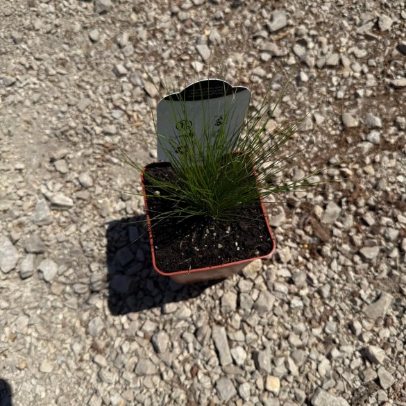 Stipa 'Pony Tails' - Mexikói árvalányhaj