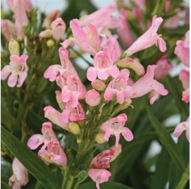 Penstemon 'Rock Candy Light Pink' - Bugatölcsér