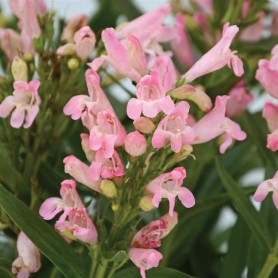 Penstemon 'Rock Candy Light Pink' - Bugatölcsér