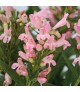 Penstemon 'Rock Candy Light Pink' - Bugatölcsér
