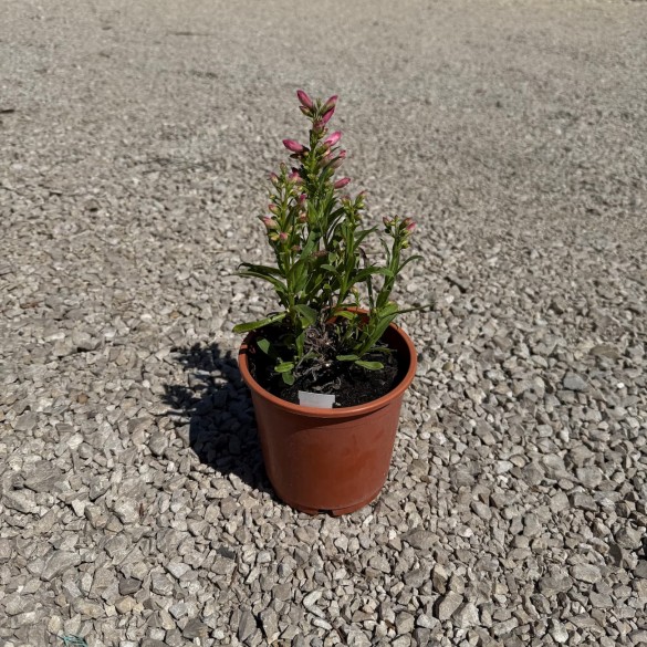 Penstemon 'Rock Candy Light Pink' - Bugatölcsér