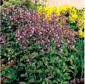 Penstemon digitalis 'Dakota Verde' - Bugatölcsér