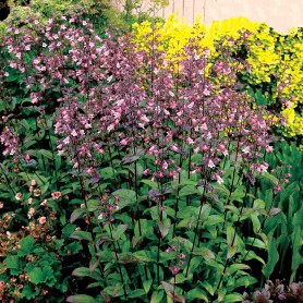 Penstemon digitalis 'Dakota Verde' - Bugatölcsér