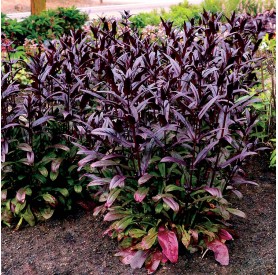 Penstemon digitalis 'Dakota Burgundy' - Bugatölcsér