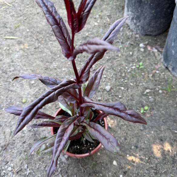 Penstemon digitalis 'Dakota Burgundy' - Bugatölcsér