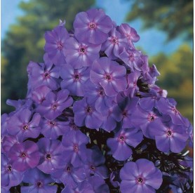 Phlox paniculata 'Blue Boy' - Bugás lángvirág