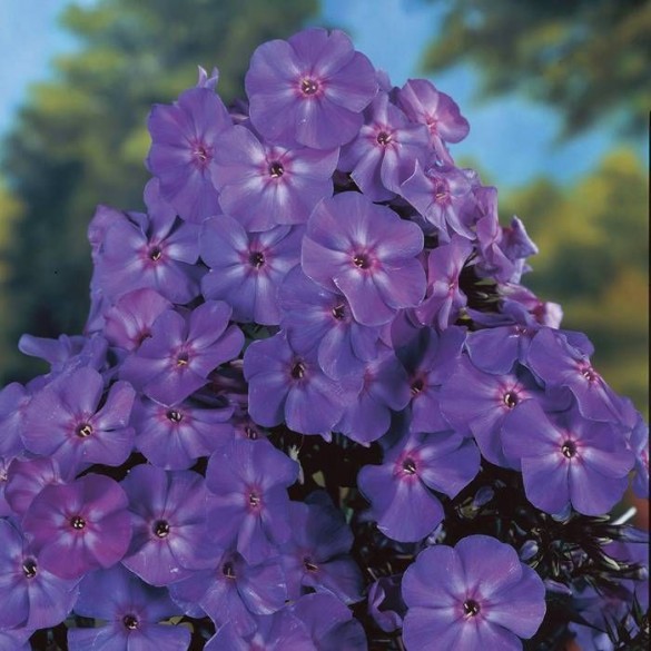 Phlox paniculata 'Blue Boy' - Bugás lángvirág