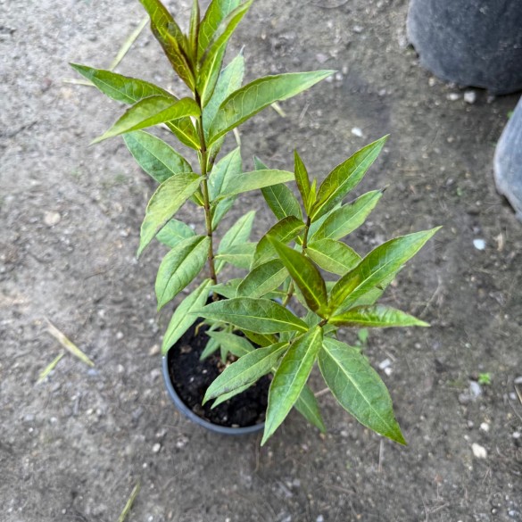 Phlox paniculata 'Blue Boy' - Bugás lángvirág