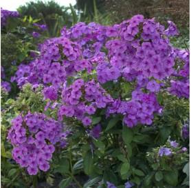 Phlox paniculata 'Magical Passion' - Bugás lángvirág