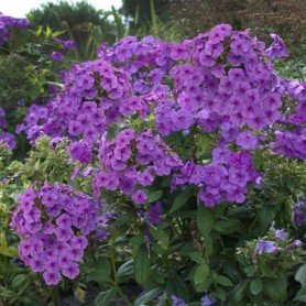 Phlox paniculata 'Magical Passion' - Bugás lángvirág