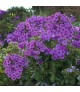 Phlox paniculata 'Magical Passion' - Bugás lángvirág