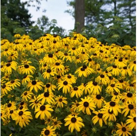 Rudbeckia fulgida 'American Gold Rush' - Pompás kúpvirág