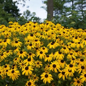 Rudbeckia fulgida 'American Gold Rush' - Pompás kúpvirág