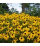 Rudbeckia fulgida 'American Gold Rush' - Pompás kúpvirág