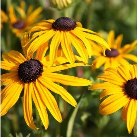 Rudbeckia fulgida 'Goldsturm' - Pompás kúpvirág